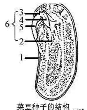2,下图是菜豆种子结构图,据图回答下列问题.