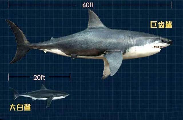 巨齿鲨同样也没有发现其骨骼的存在,但是科学家发现了它们的巨齿