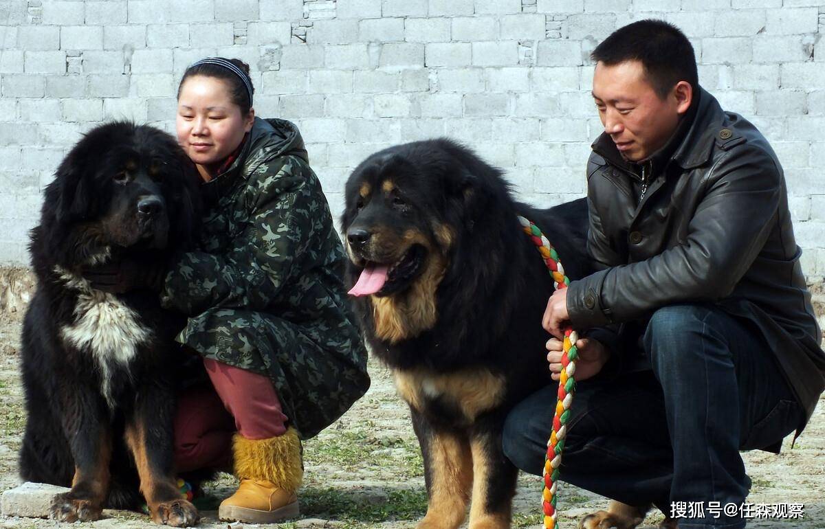 长阳县一对农民夫妇养藏獒致富2008年杨志军靠《藏獒》三部曲拿到了