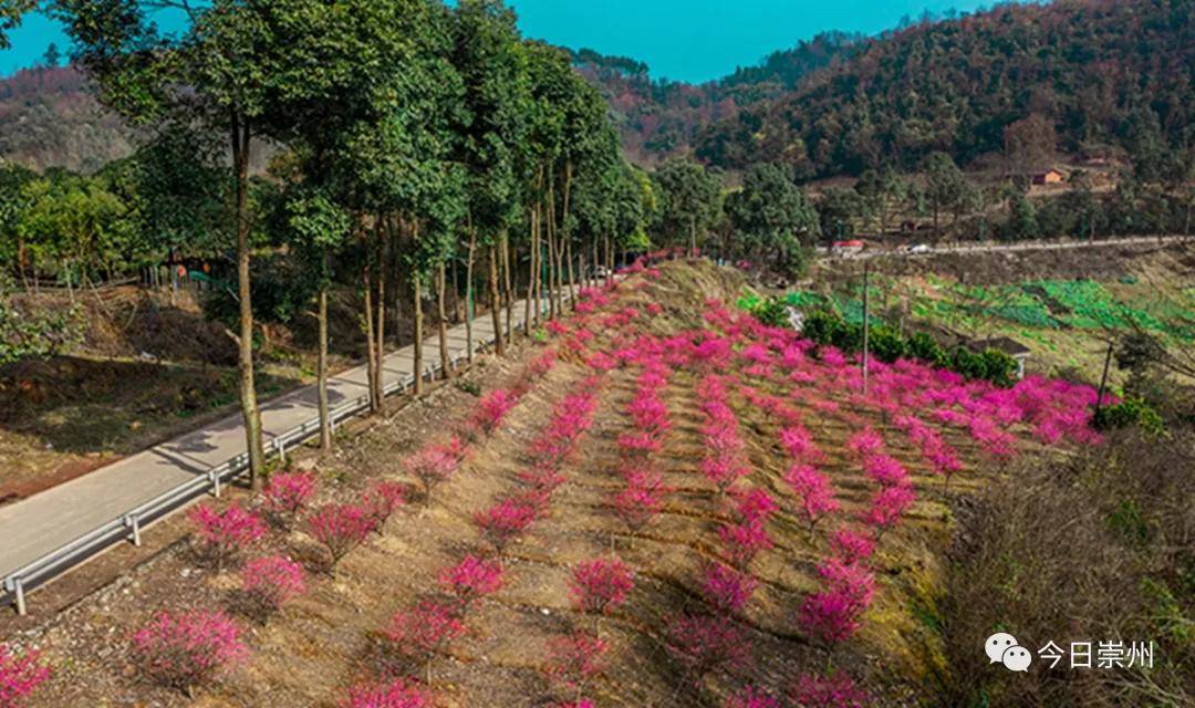 红梅迎春来|崇州山间花正艳,约!_红旗村_梅林_粉色