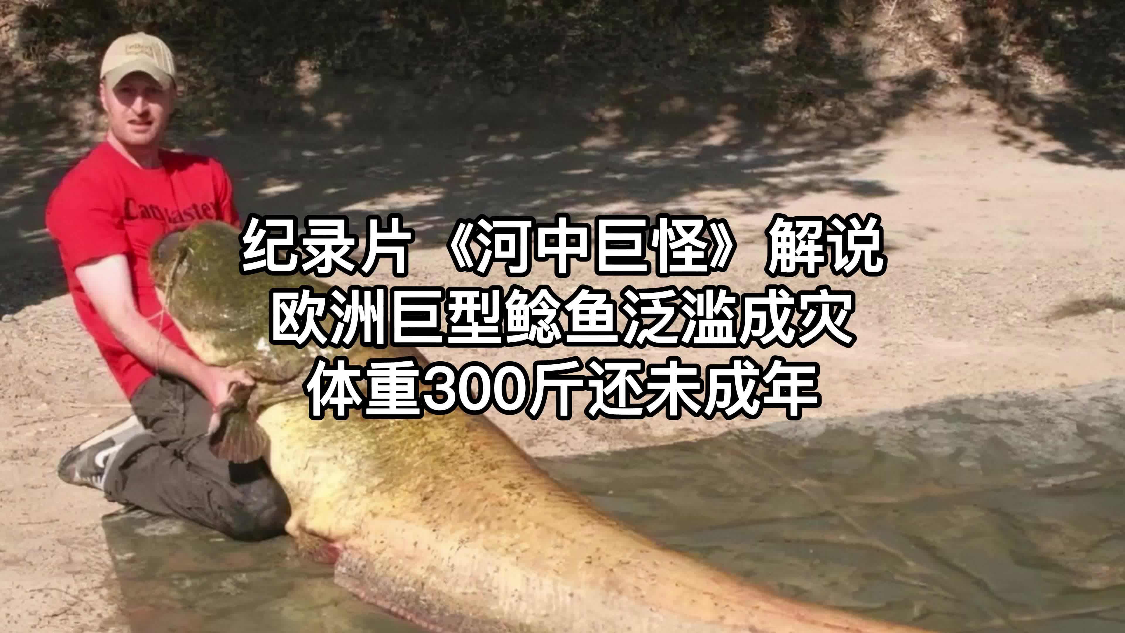 纪录片河中巨怪解说,欧洲巨型鲶鱼泛滥成灾,体重300