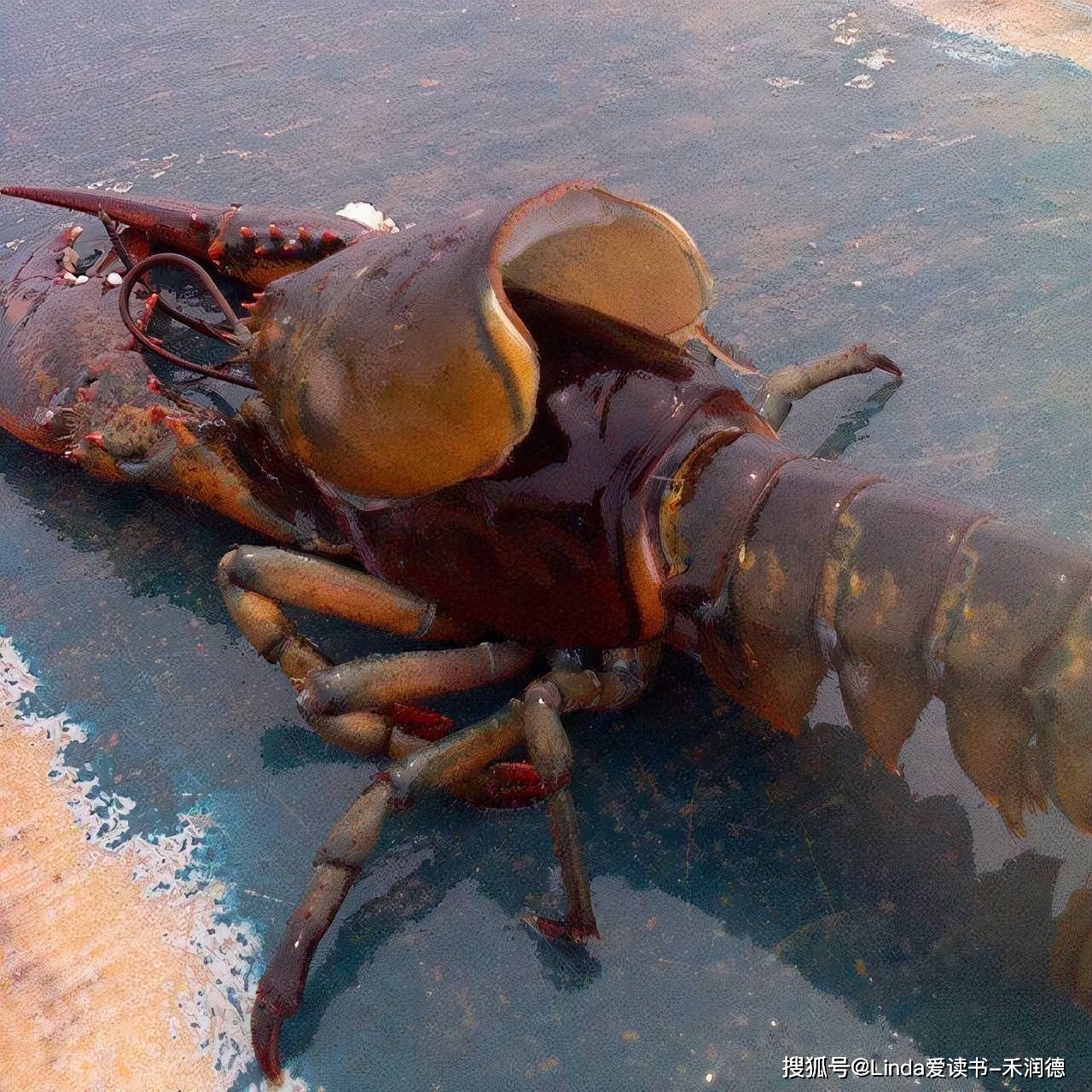 小龙虾蜕壳甲壳类动物的生活史中存在多次蜕皮,使甲壳类动物的变态和