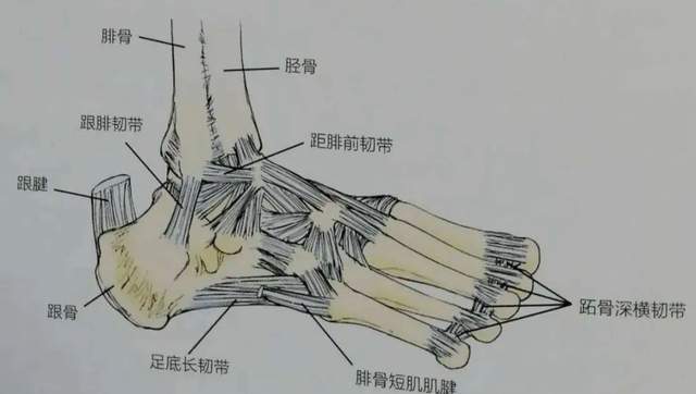 三个区域,前足的部位在脚掌和脚趾区域,后头的部位在脚后跟和距骨区域