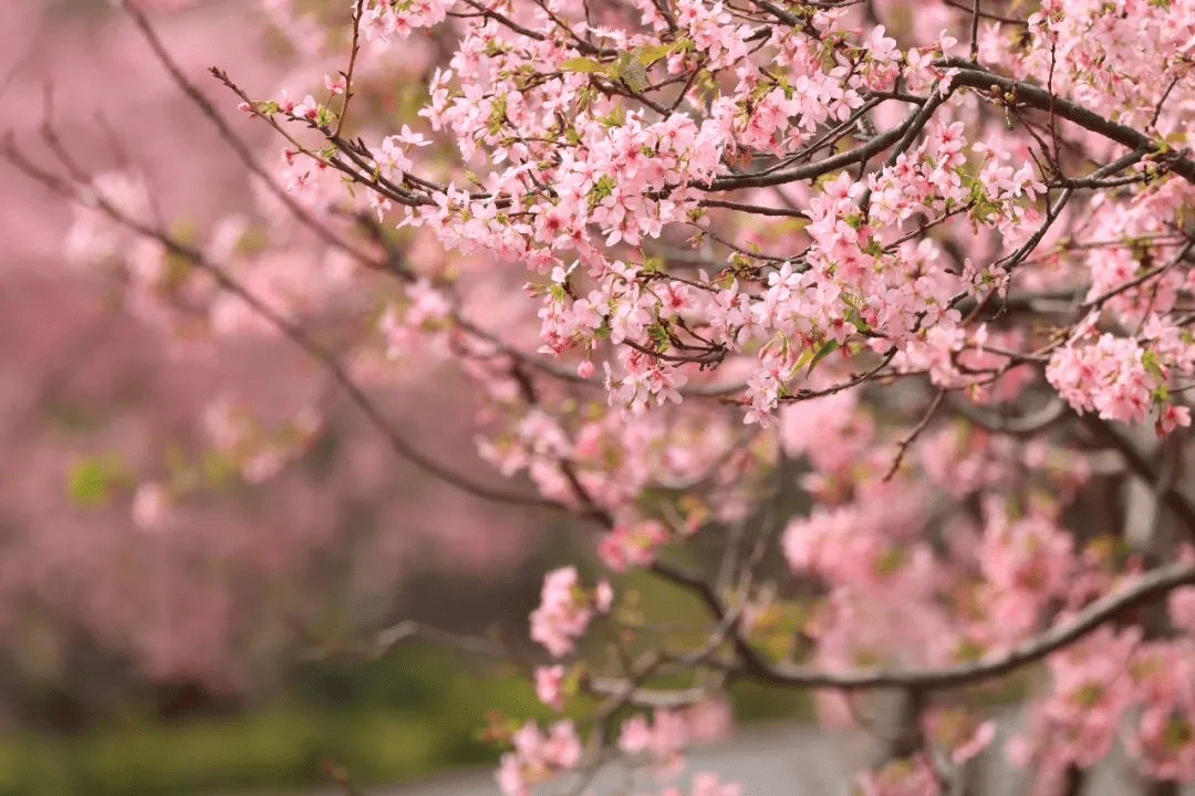 广州樱花秘境盛开,这5个地方超好拍!_方乐田_黄埔_墨园