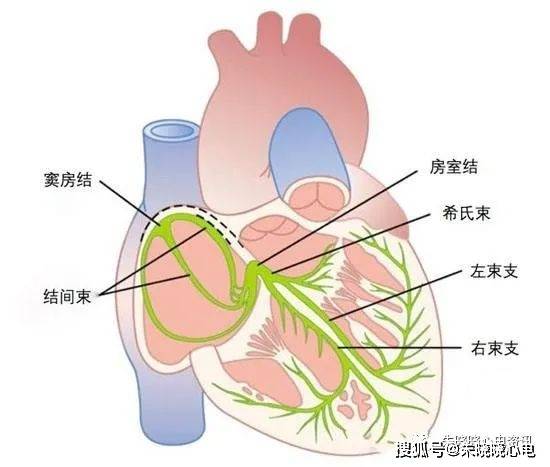 心脏解剖与传导系统