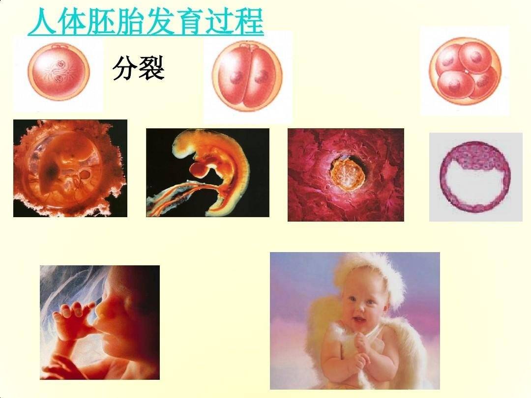 胎儿发育有高风险期,孕妈稍微不注意,宝宝就容易出现问题