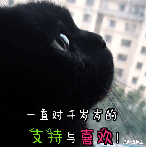 网红黑猫千岁岁离世真实原因疑曝光网友声控灯惹的祸