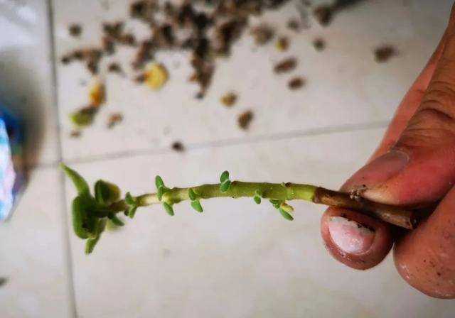 植物扦插繁殖的时候学会这几招,很容易生根发芽,你学会了哪种?