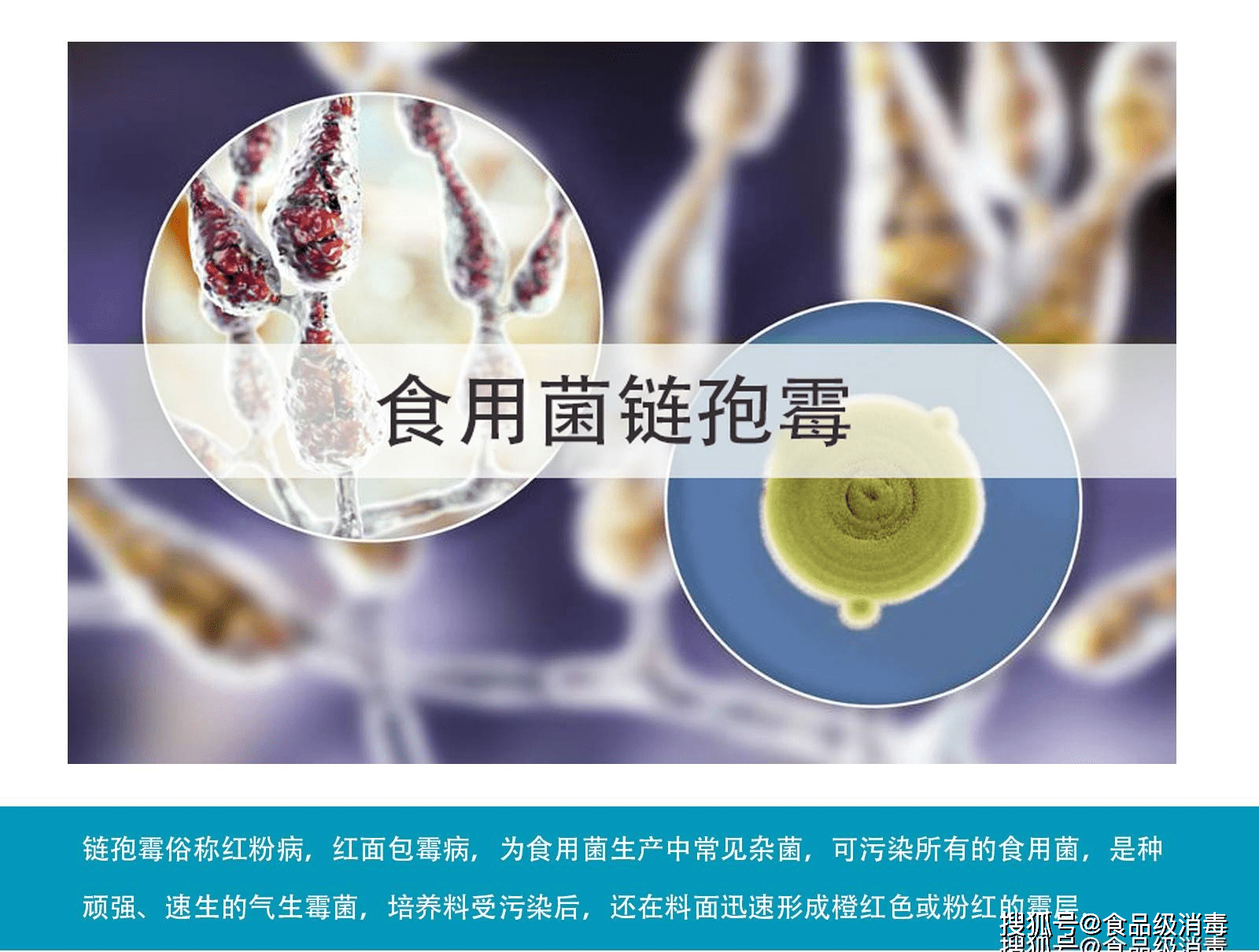 食用菌链孢霉怎样消灭组培实验室操作台与器具灭菌出菇房综合防治消毒