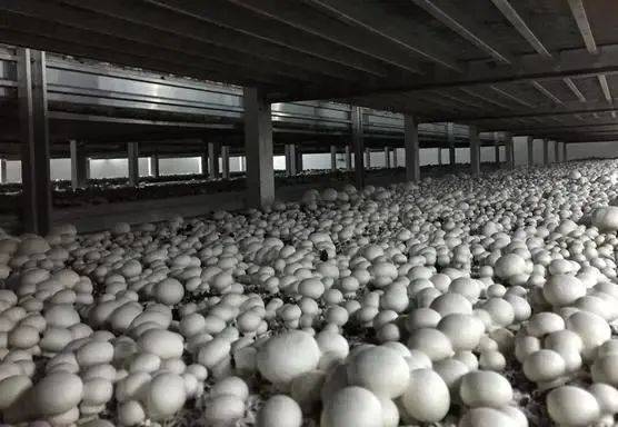众兴菌业双孢菇日产能达360吨 产销量跃居为世界首位