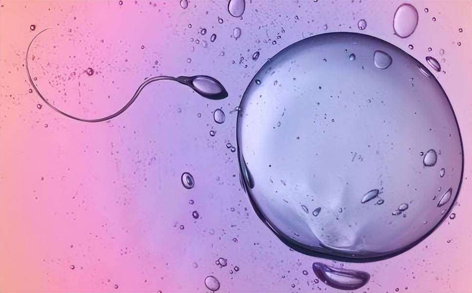 卵泡大小對胎兒發育有影響？想要提高卵泡質量,有些食物不妨常吃