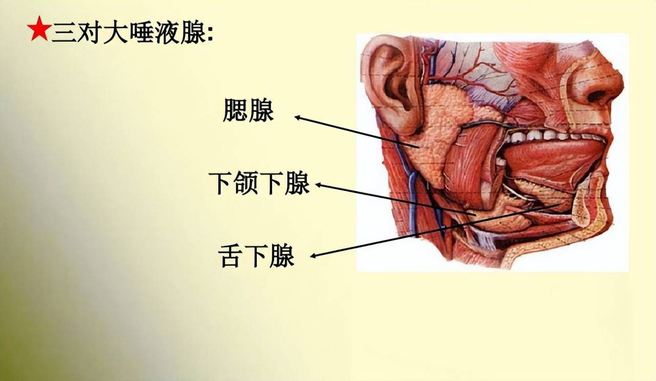 手臂长出新血管,颈部现新器官_人们_身体_唾液腺