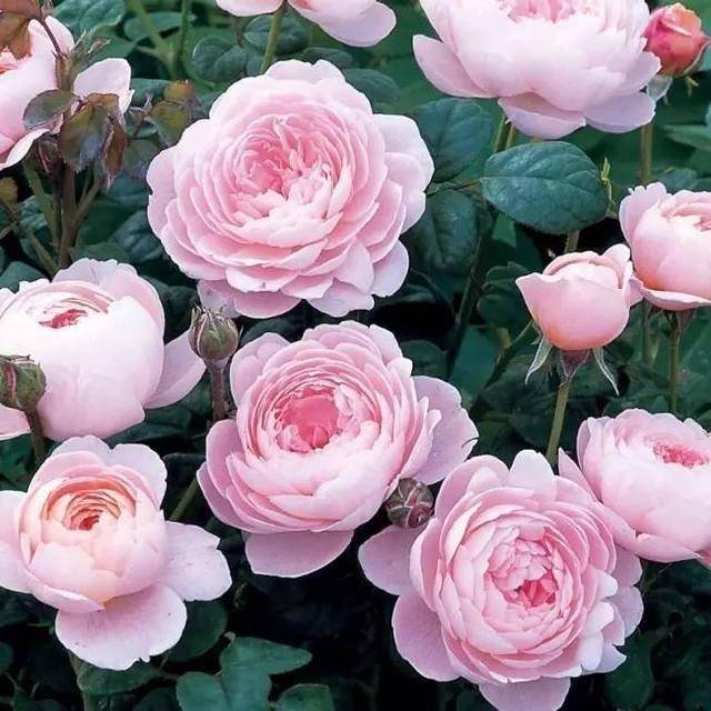 月季花界的"女神"—瑞典女王,又美又仙,四季花开,你