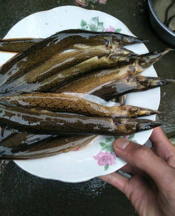 长江君科普小环节:民间说的腊锥,其实包括两种鱼,中华刺鳅和大刺鳅.