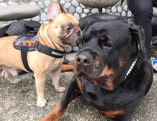 120斤罗威纳犬被法斗怒视,狗狗却用一表情回应,引得网友爆笑_主人