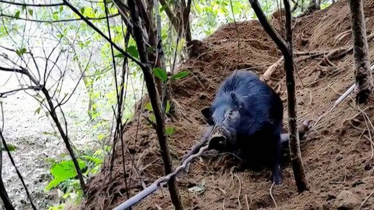 原创三只老虎被野猪套勒死一天内致3只老虎死亡的野猪套有多狠