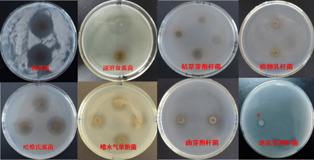 对常见有害菌,例如副溶血性弧菌,嗜水气单胞菌等具有较强抑制作用