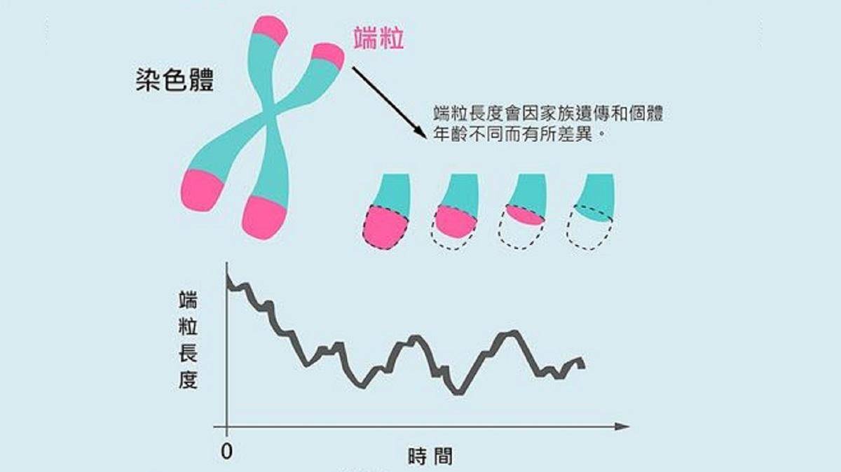 糖分导致端粒缩短,或降低寿命_线粒体_相关研究_wlife