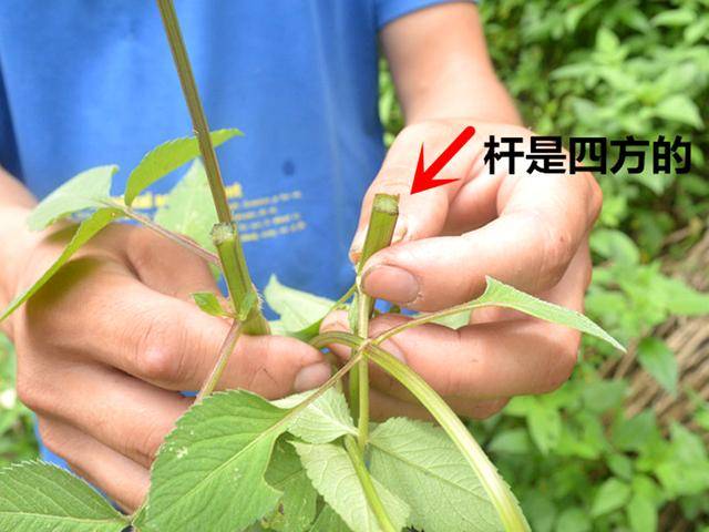 一种植物野草,人称"豆渣草",种子很烦人,茎叶好吃,是中药材_农村_包谷