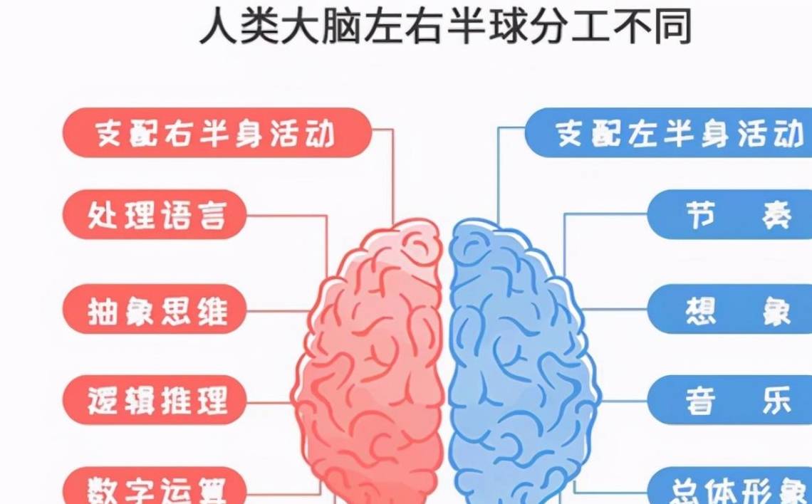 原创你的孩子是左脑型还是右脑型关乎孩子智商家长不妨对照自测