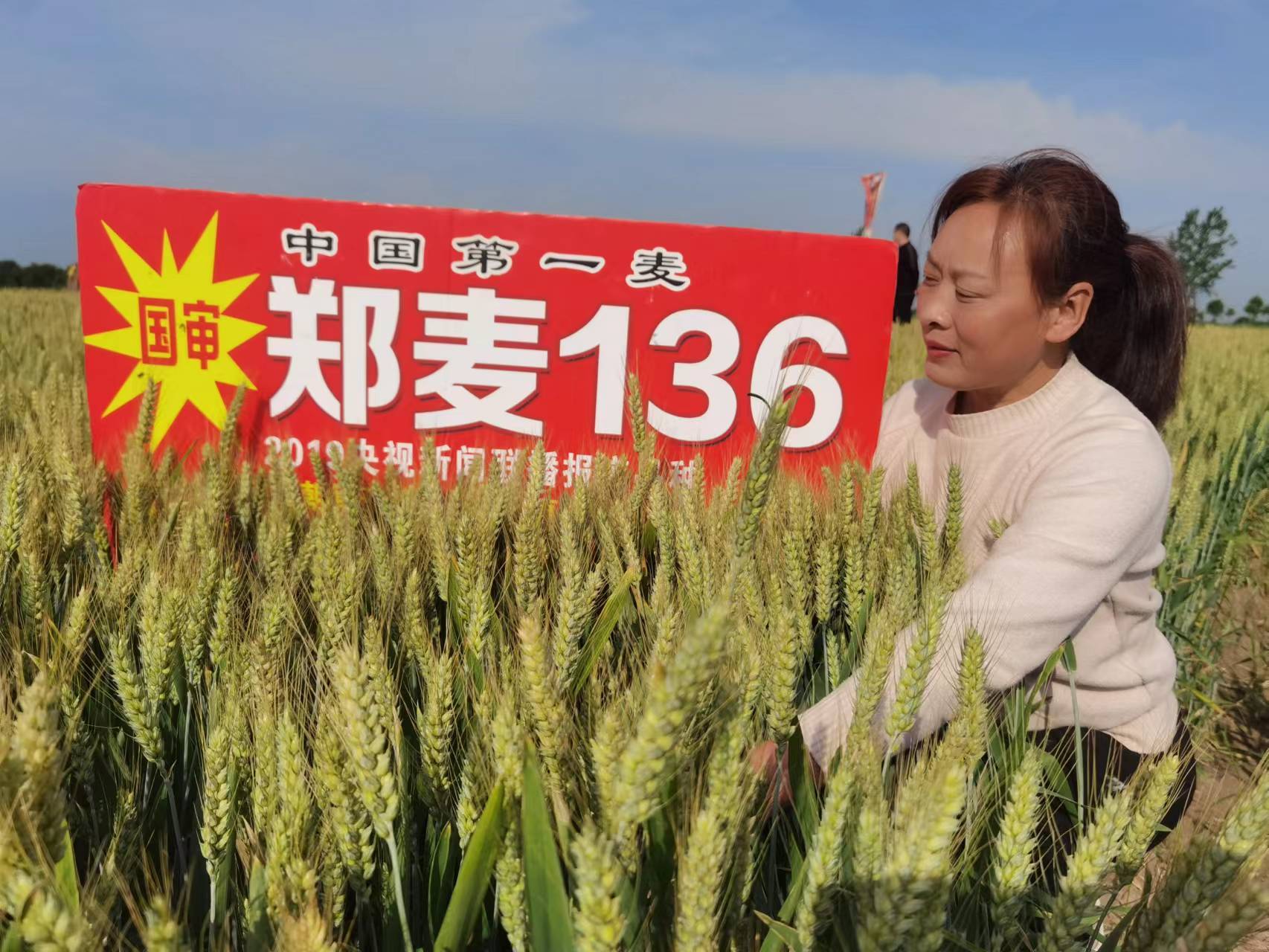 邓州云志种业在都司镇举办郑麦136农民观摩会