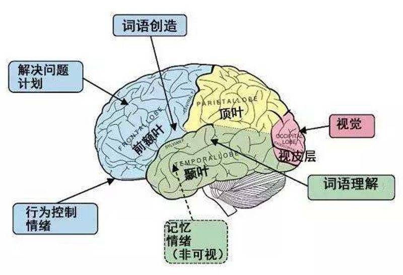 脑科学家：绘本共读助力孩子语言发展,不同年龄引导策略有别