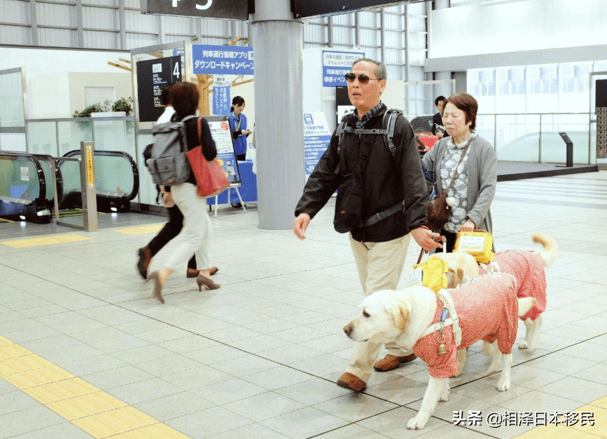 原创中国导盲犬上公交被骂哭日本导盲犬却备受重视