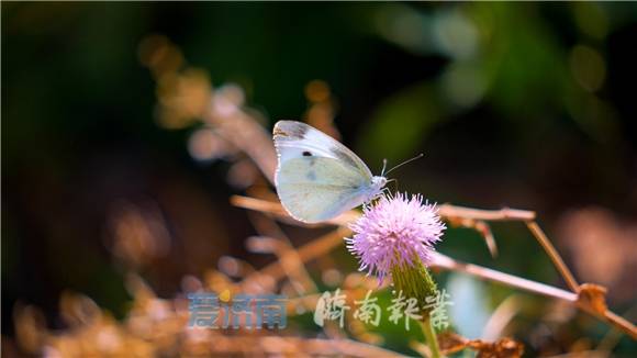 【泉·城】二十四节气之芒种:勤于耕耘 收获希望_the_ear_grain