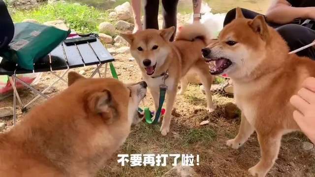 会劝架的柴犬无敌可爱住手你们不要再打了啦给我个面子