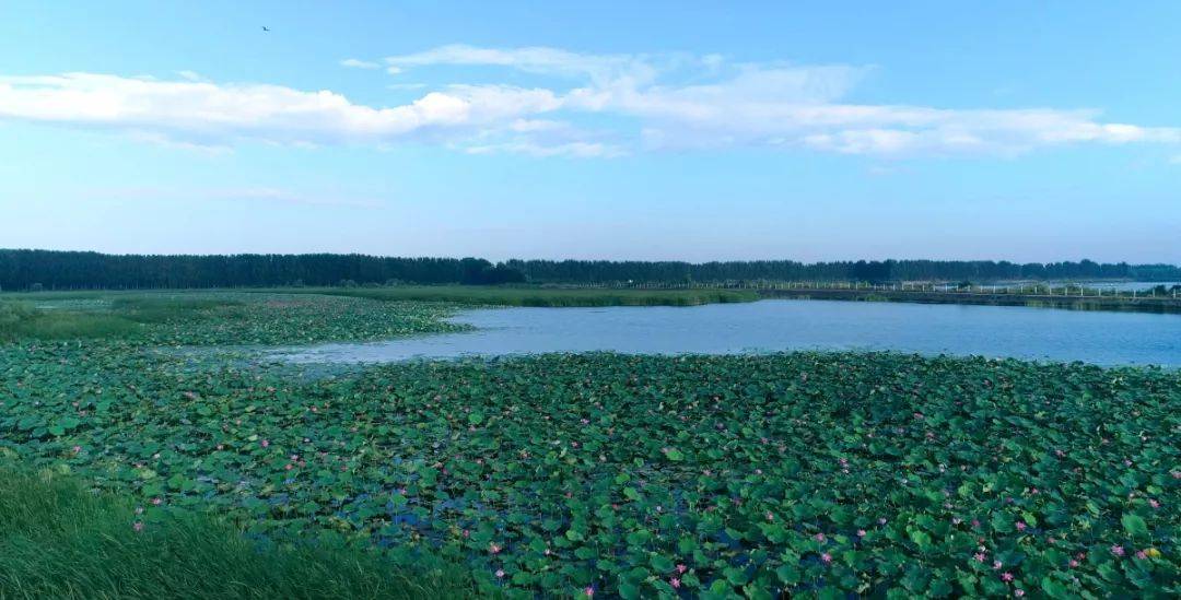 济宁荣获国际湿地城市称号快来领略济宁湿地的灵动之美