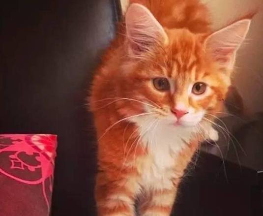 又是大胖橘歪果夫妻的小奶猫竟然长世界第一大胖橘