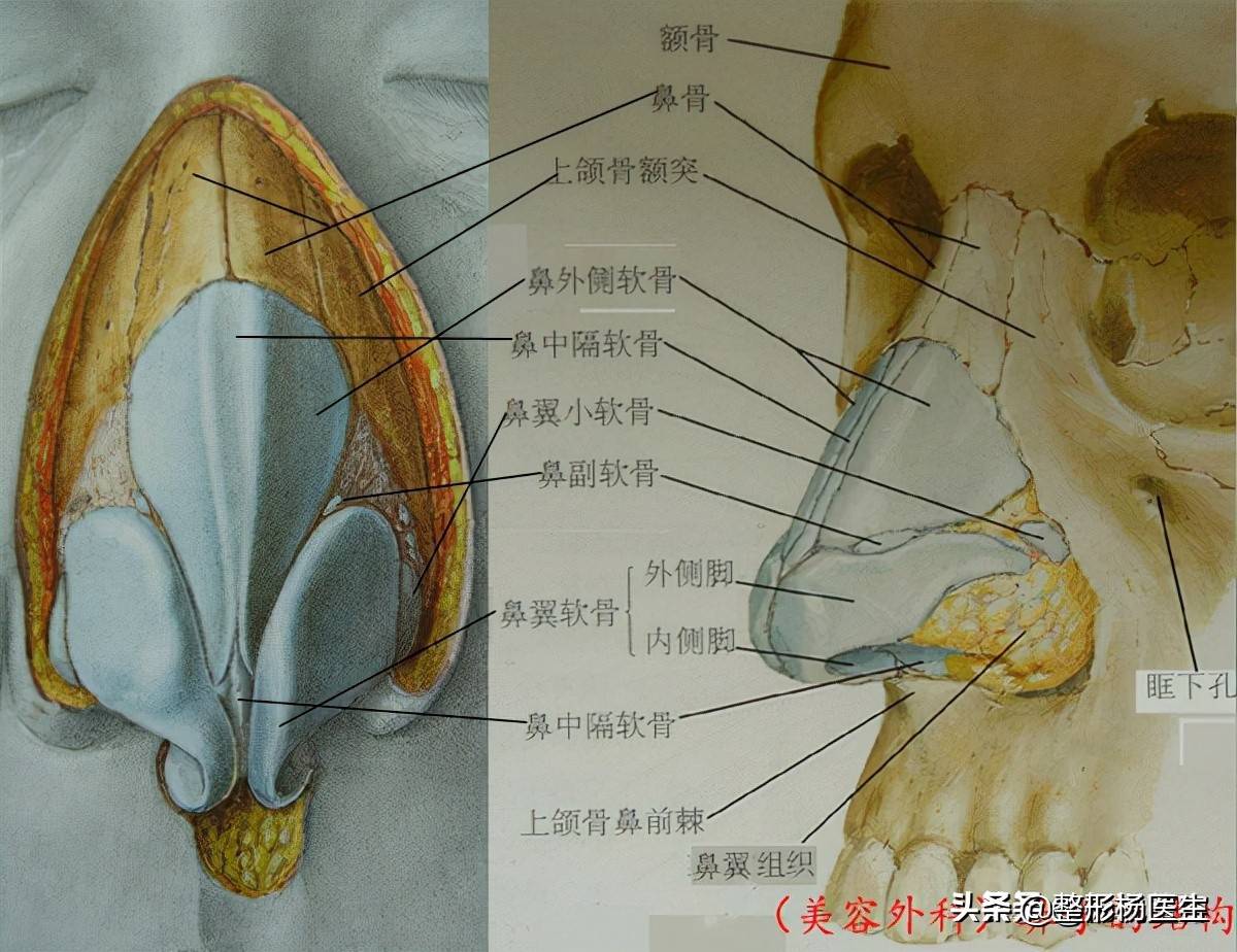鼻部结构解剖图鼻部虽小,但涉及到的部位多,操作更要求精细化,隆鼻也