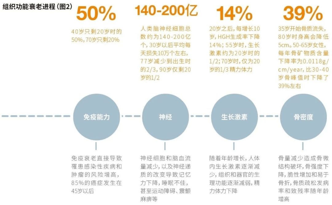 以女性为例身体器官衰老年龄和组织功能衰老进程:衰老,指身体各个系统