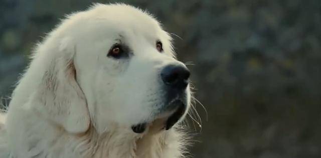 灵犬雪莉被误解为野兽小男孩将其驯化最后拯救了全村人