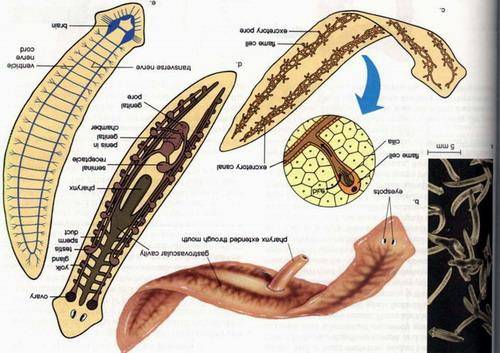涡虫结构图 来自搜狐网
