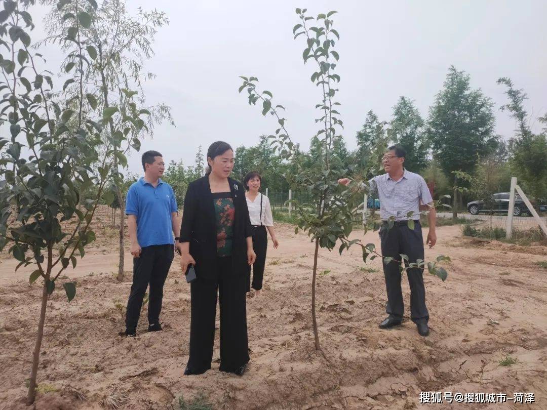随后,郑巧玲一行来到菏泽成阳生态园山农酥梨基地,与园区负责人深入