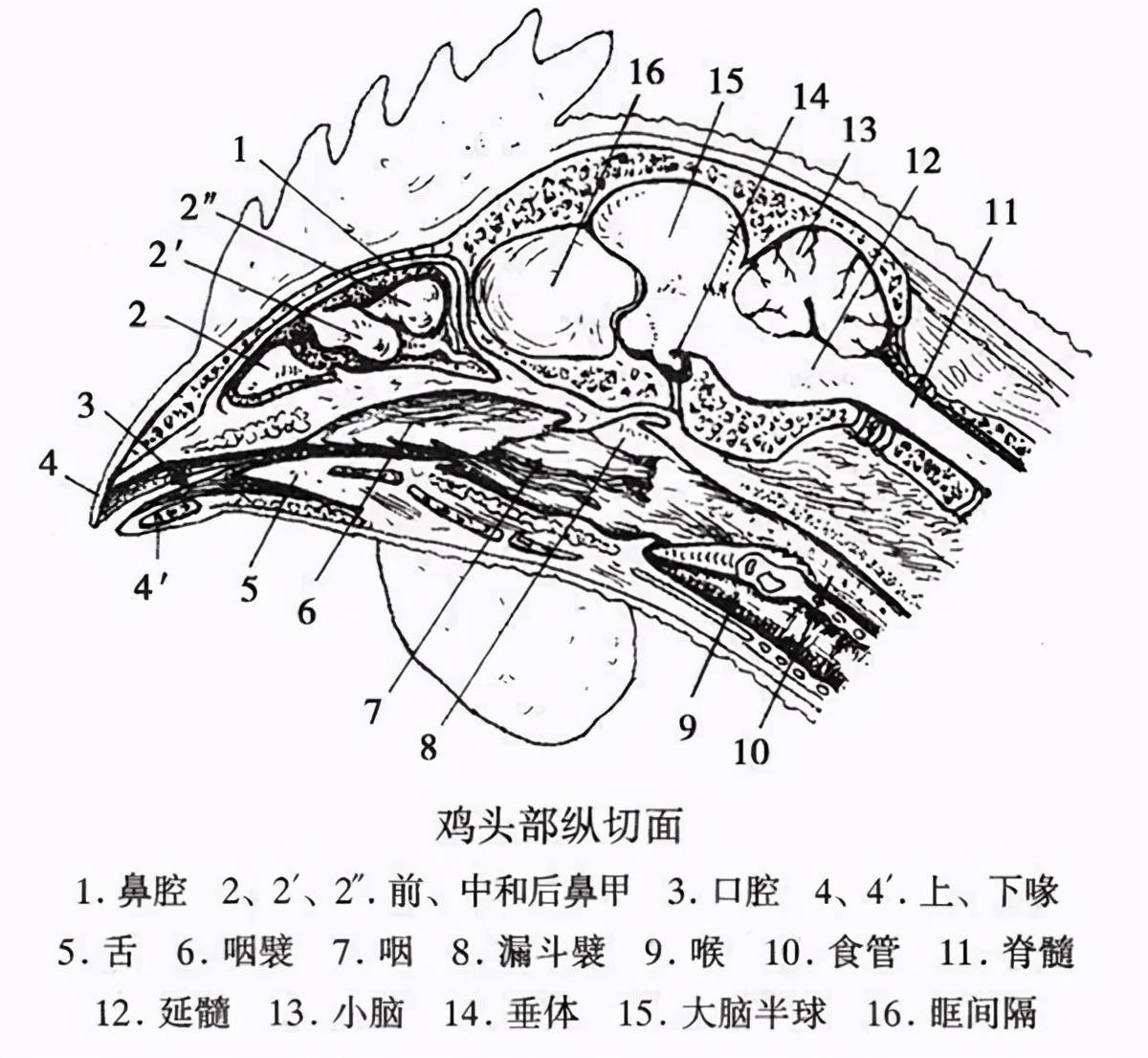 因为鸡的眼睛很大,而头骨的空间很小.