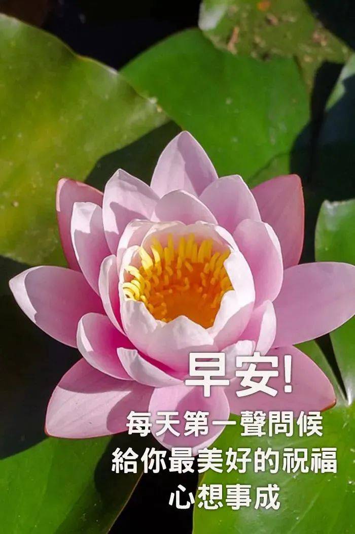 原创9张炎炎夏日非常有创意好看的早上好问候图片带字唯美夏天早安