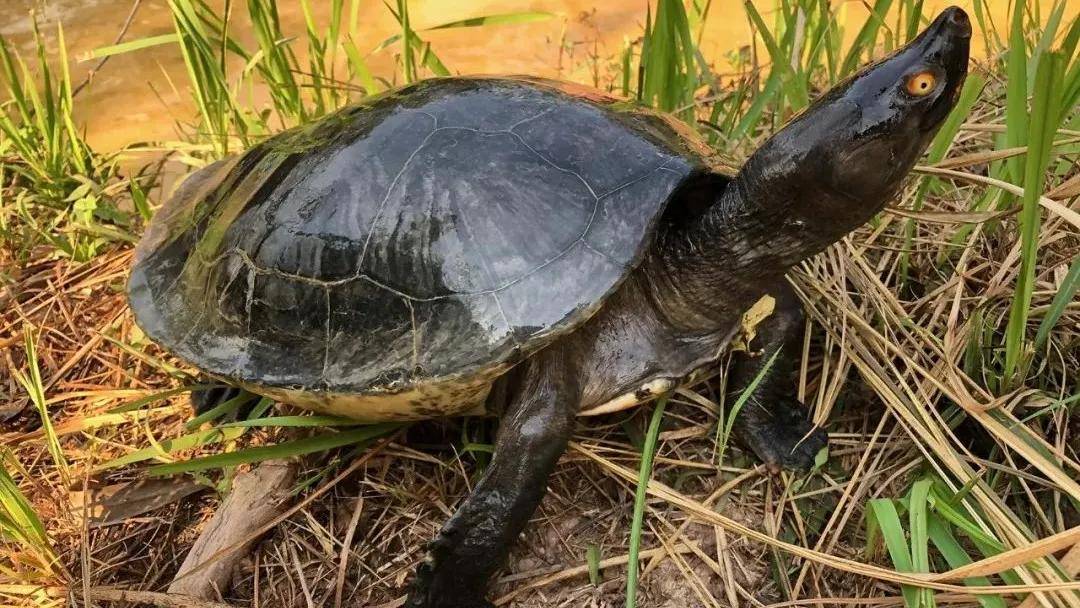 马来潮龟《southern river terrapin》_batagur_河流_物种