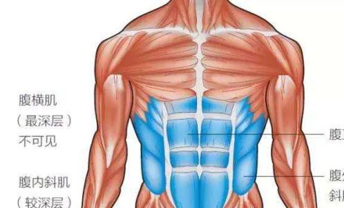 从这三方面下手,新手也能练出饱满肌肉_训练_腹肌_人体