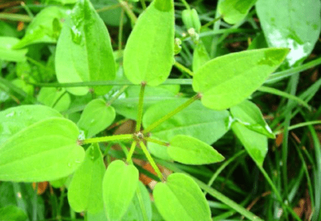 农村常见的野草,人称"风车草",是天然红色植物染料,价值珍贵_交流