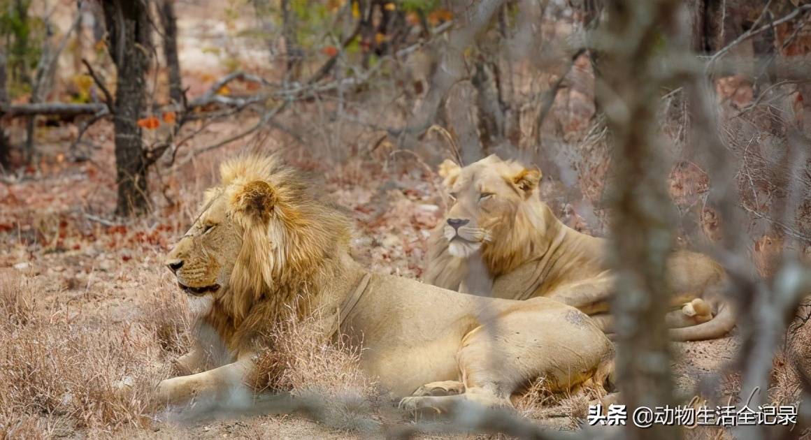 原创马布里雄狮联盟连续击败五组双狮联盟新莫瓦斯雄狮联盟诞生