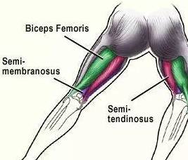 腘绳肌—针对大腿后侧的训练,你不可忽视的罗马硬拉_动作_杠铃_运动
