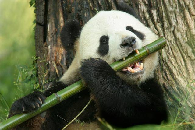 7n,对比北极熊,棕熊和大熊猫来说稍差一点.