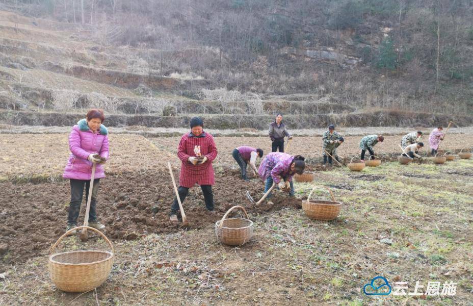 原创巴东人勤春来早药材种植忙
