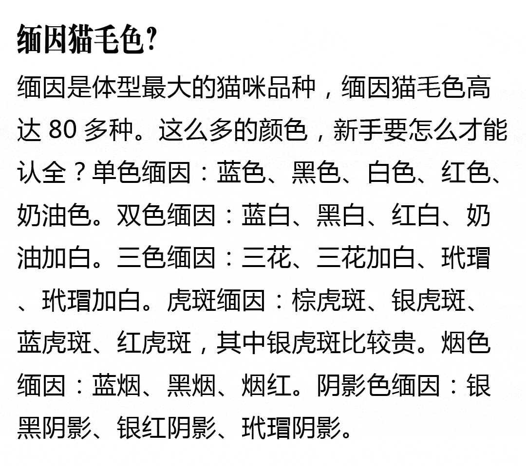 银渐层和缅因猫的串?出售纯种缅因猫?缅因猫的十大忠告?缅因猫遛猫?