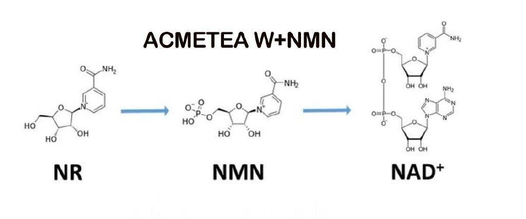 生产出nr(烟酰胺核糖,na(烟酸,nam(烟酰胺)等分子式特别像的物质