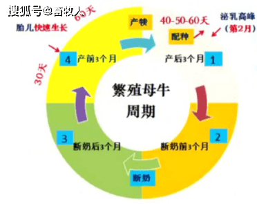 杨教授指出,产犊后3个月(泌乳第2月,产犊前3个月(孕后)分别是母牛的