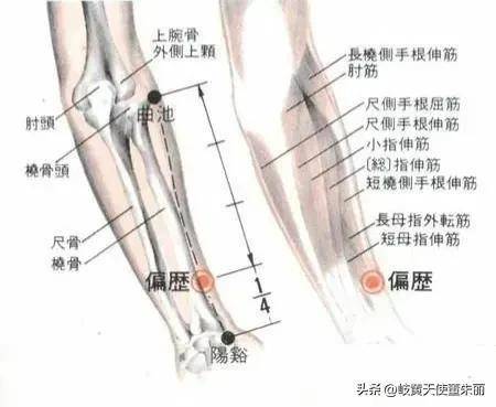 清热宣肺、明目聪耳-偏历穴