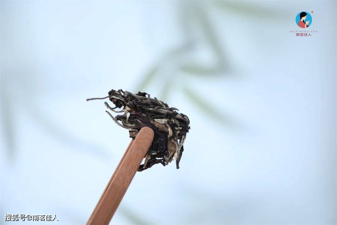 被量疑的云南白茶，药香事实怎么来的？